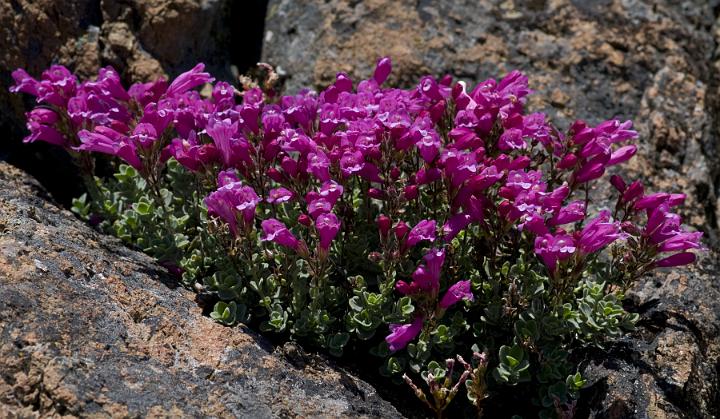 Penstemon rupicola 2875.jpg